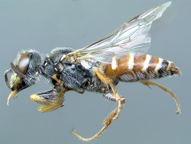pseudoscolia-aequatorianew-sand-wasp-c-california-academy-of-sciences.jpg 