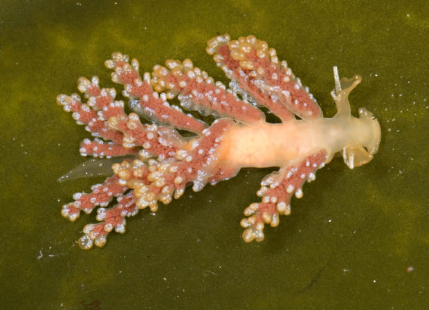 doto-splendidisimanew-nudibranch-c-california-academy-of-sciences.jpg 