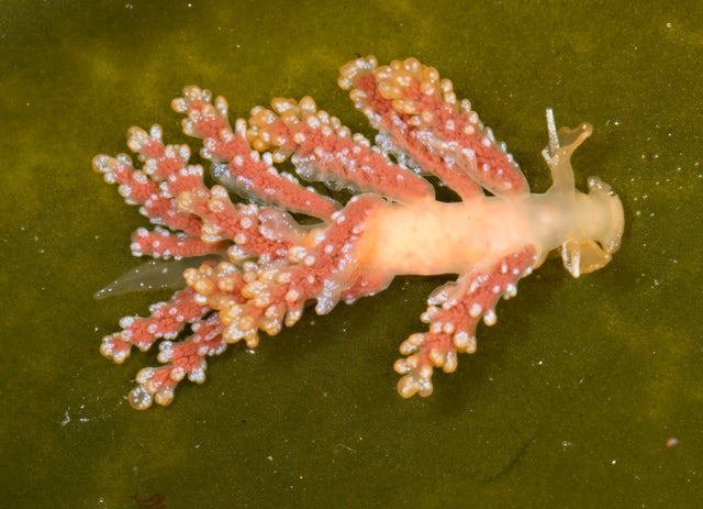 doto-splendidisimanew-nudibranch-c-california-academy-of-sciences.jpg 