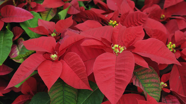 poinsettiaplantflowers.jpg 