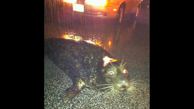 Fiesty The Seal During Duluth Flooding 