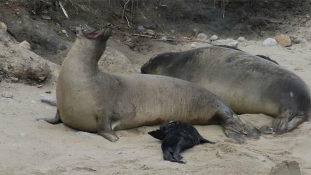 elephant-seal-tolay-and-pup.jpg 