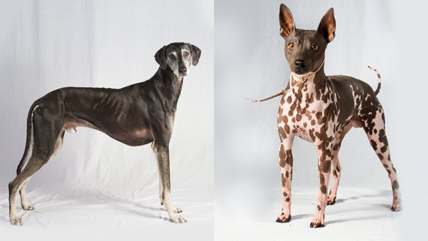 american-hairless-terrier-and-the-sloughi3.jpg 