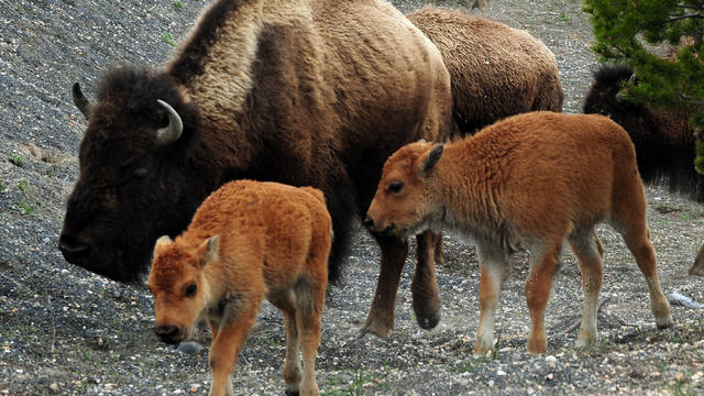 yellowstone-bison.jpg 