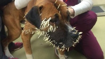 straydog.jpg 