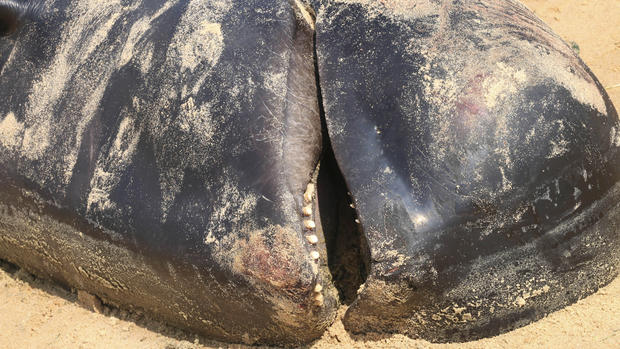 Beached whales in India 