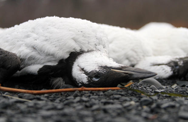 alaska-bird-deaths-closeup.jpg 