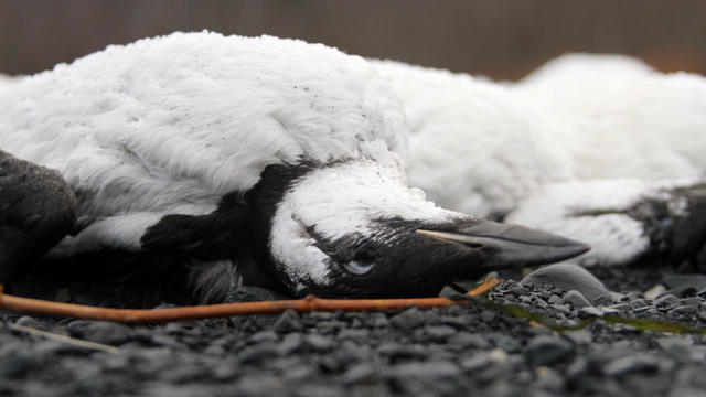 alaska-bird-deaths-closeup.jpg 