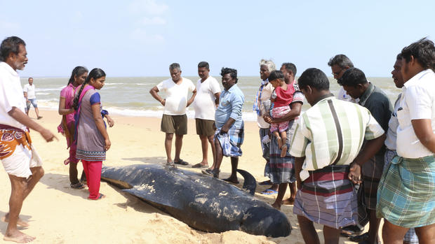Beached whales in India 
