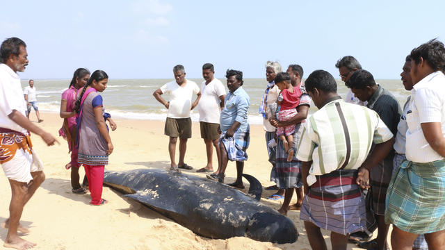 People look at one among the dozens of whales that have washed ashore on the Bay of Bengal coast's Manapad beach in Tuticorin district, Tamil Nadu state, India 