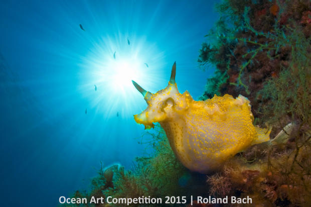 1st-n-ocean-art-2015-roland-bach-1200.jpg 