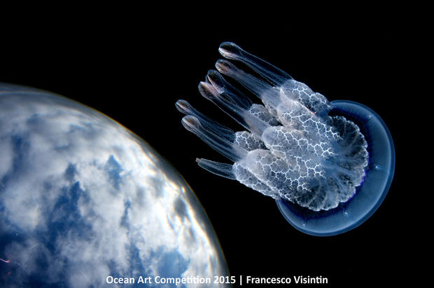 1st-wa-ocean-art-2015-francesco-visintin-1500.jpg 