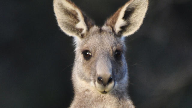 kangarooistock.jpg 