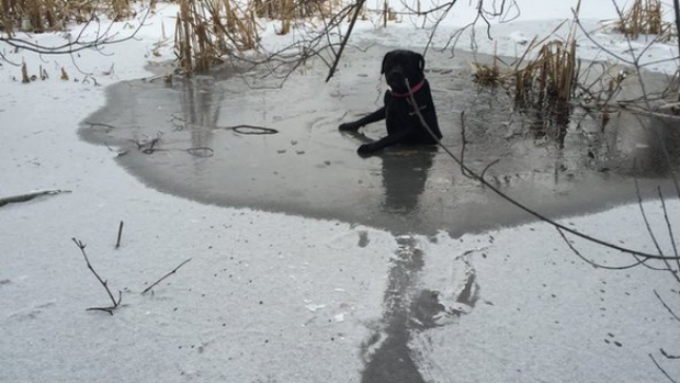 Billerica Dog Through Ice 