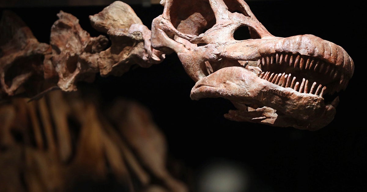 Reptile fossils tell us more about where dinosaurs came from CBS News