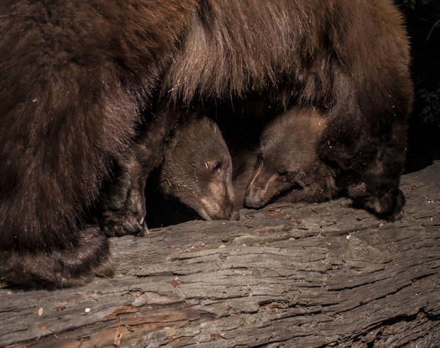 bear-cubs.jpg 