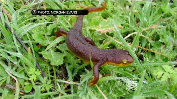 newt.jpg 