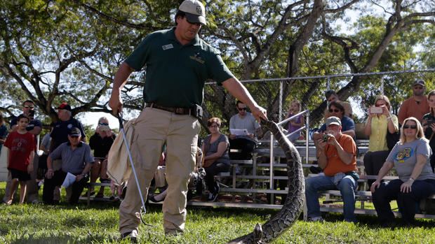 Fla. python hunt draws hundreds 