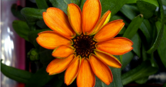 Astronauts grow first flower in space - CBS News