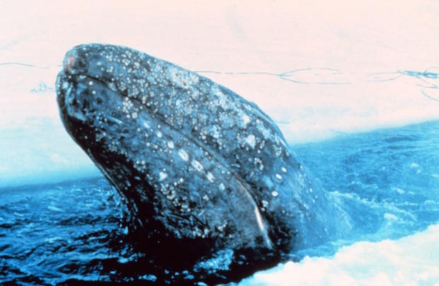gray-whale-trapped-in-arctic-ice-north-of-point-barrownoaa.jpg 