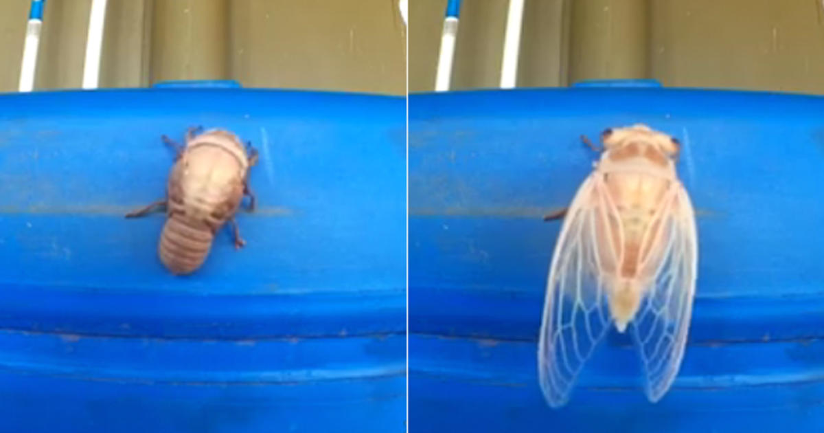 Cool Time Lapse Video Shows A Cicada Shed Its Skin Cbs News 