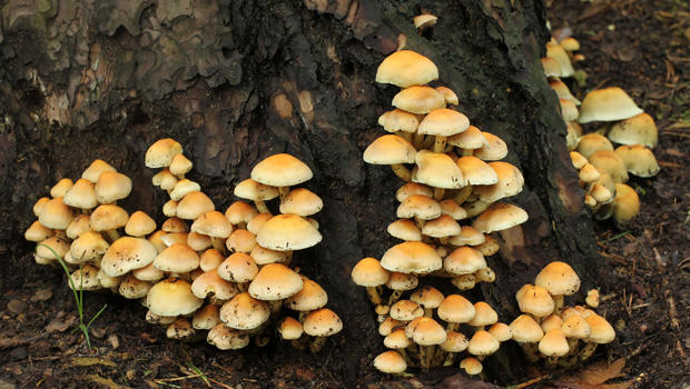 Mushrooms called sulphur tufts (hypholema fasciculare) grow on a tree trunk in a forest near Schlachtensee Lake Aug. 15, 2011, in Berlin, Germany. 