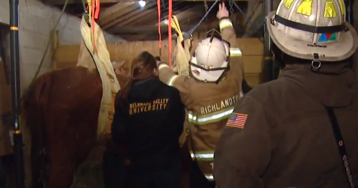 More than 16 Pennsylvania horses rescued by dog, sheep, man and Last ...