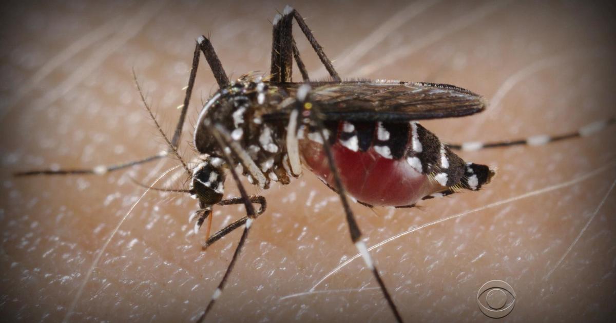 Can Genetically Modified Mosquitoes Snuff Out The Zika Virus? - Cbs News