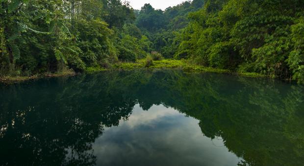 amazon rainforest 