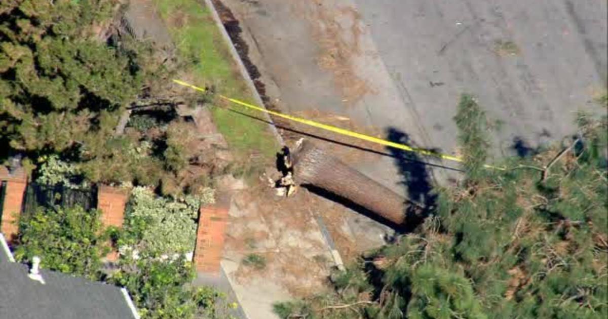 Woman Trapped By Downed Tree In Burbank Cbs Los Angeles