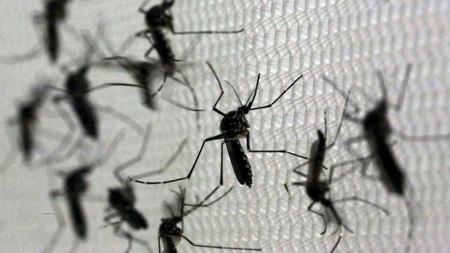 zika-mosquitoes.jpg 
