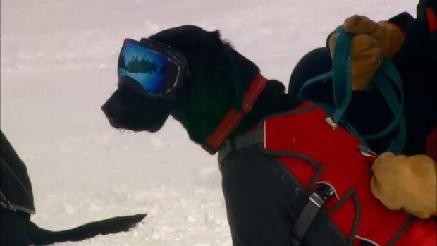 Avalanche Rescue Dog 