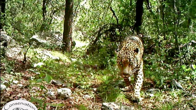jaguarap816754772558.jpg 