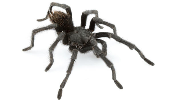 johnny-cash-tarantula-species.jpg 