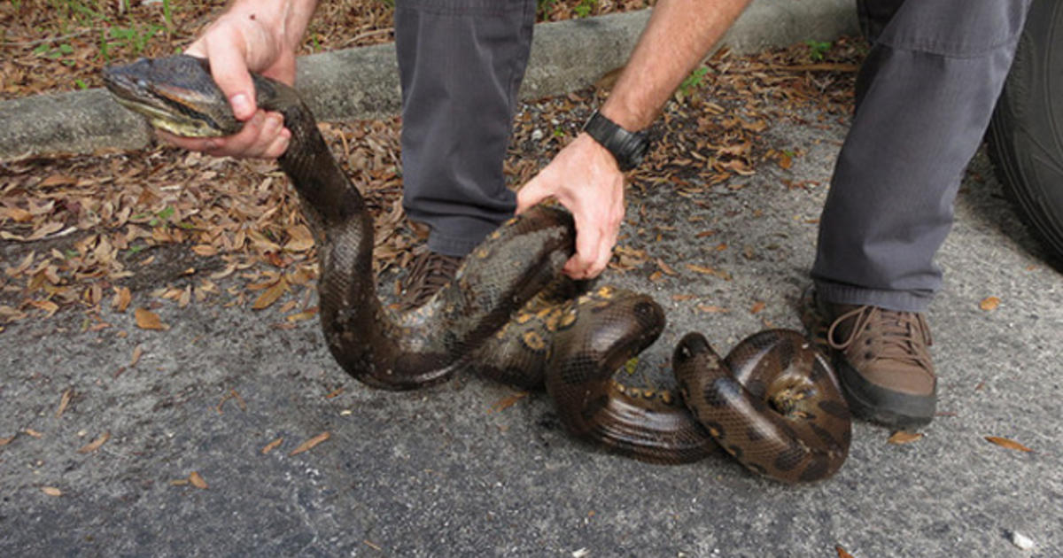 Green Anaconda Captured In Central Florida Neighborhood CBS Miami