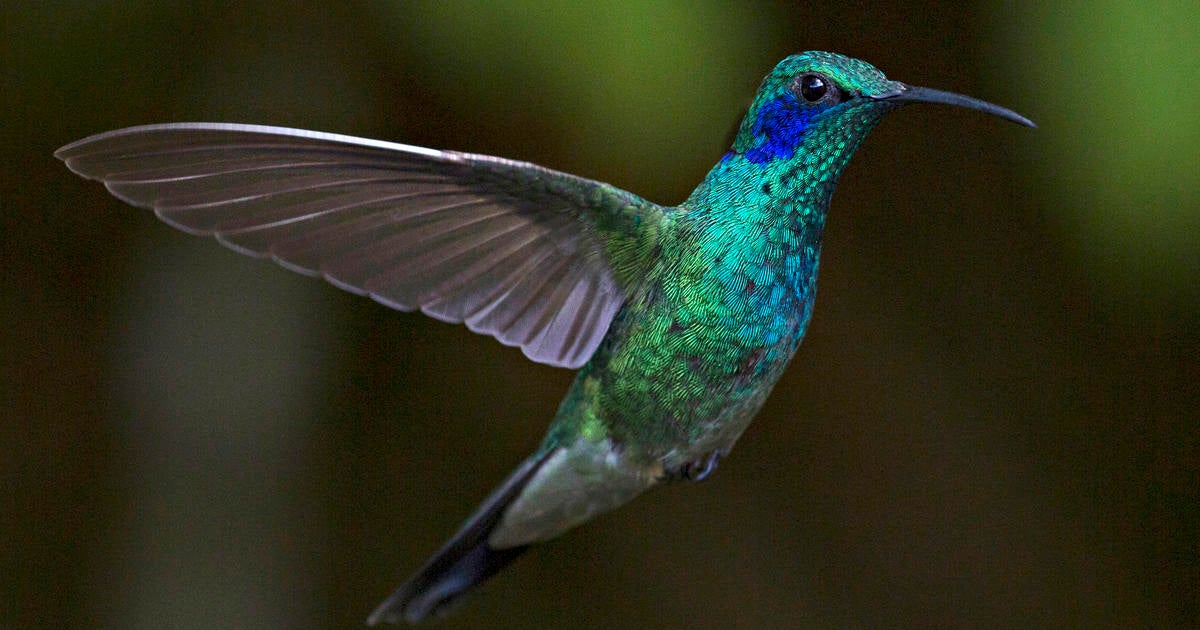 Hummingbirds of Costa Rica