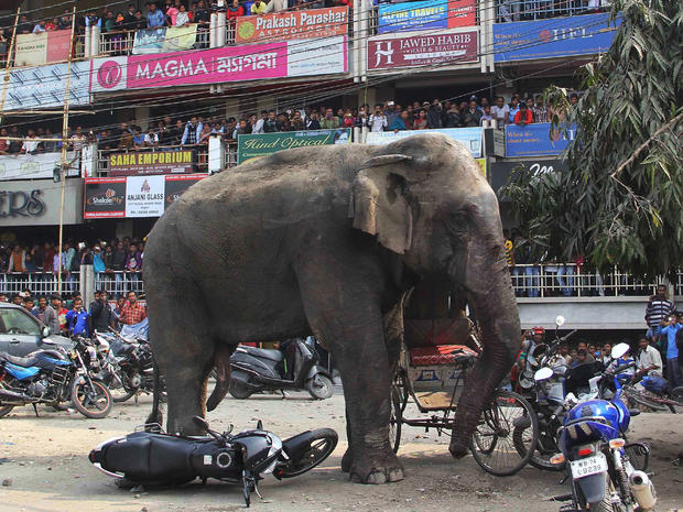 A wild elephant that strayed into the town stands after authorities shot it with a tranquilizer gun at Siliguri in West Bengal state, India 