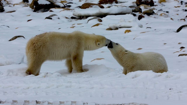 churchill-manitoba-polar-bear-capital-dustin-stephens-img1848.jpg 