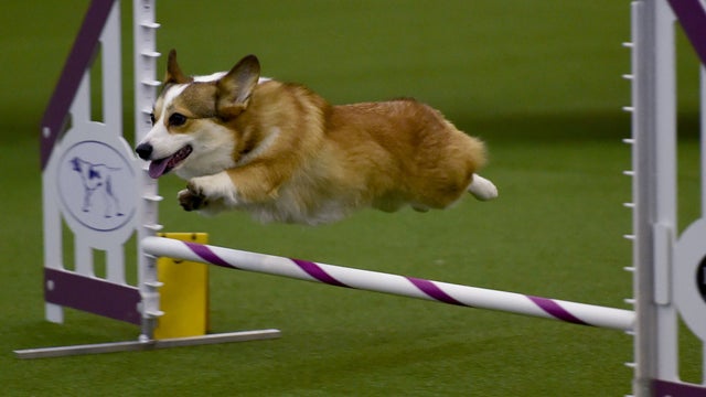 dog-show.jpg 
