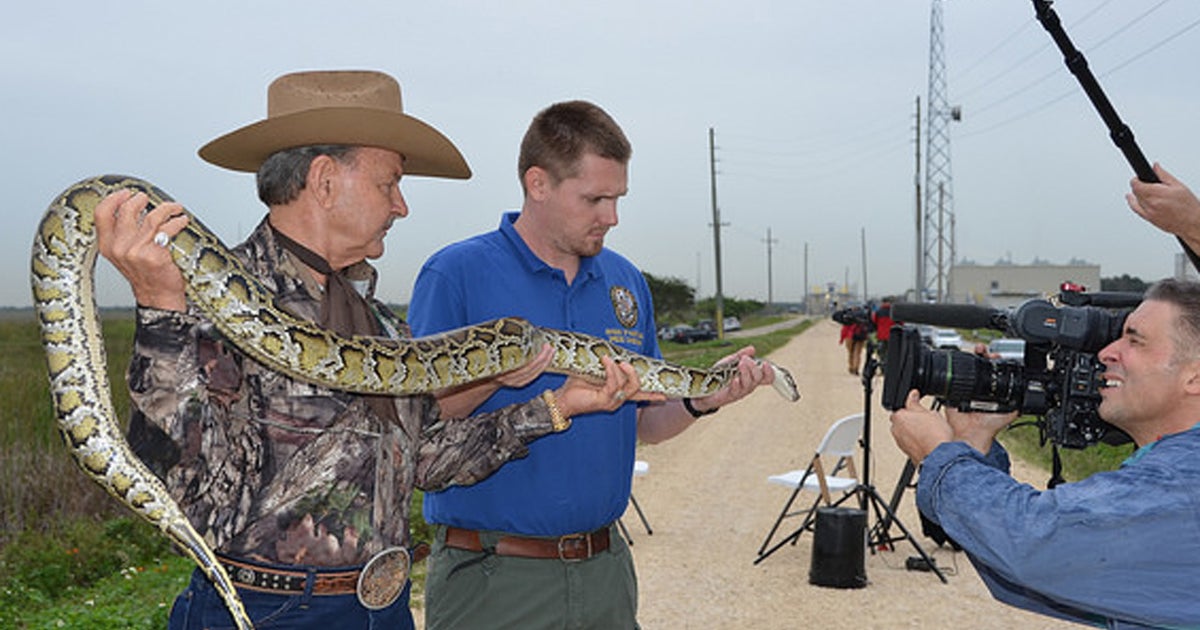 2016 Python Challenge in Florida better than last time - CBS News