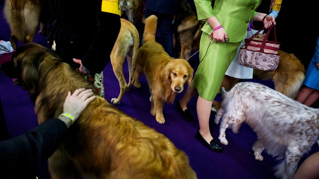1975westminster-dog-show.jpg 