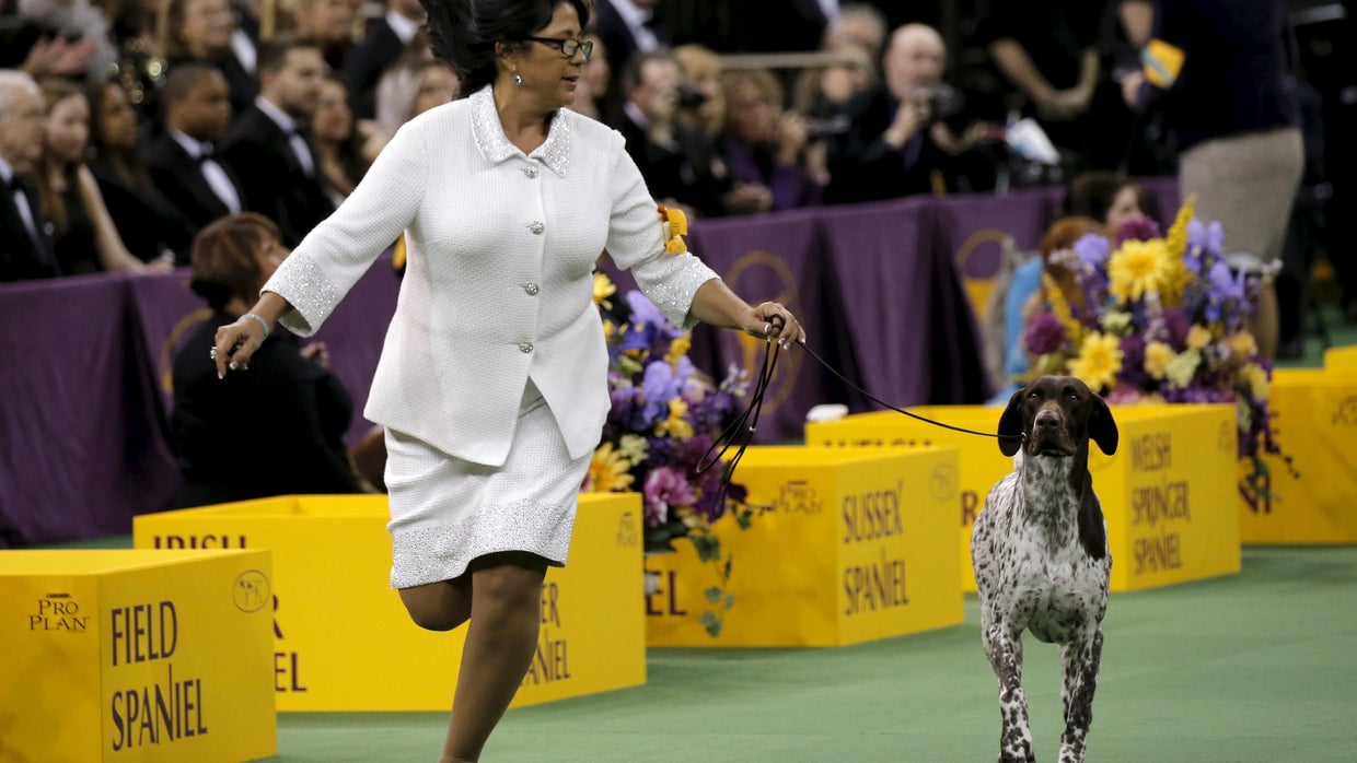 CJ the German shorthaired pointer wins Westminster dog show - CBS News