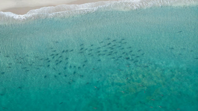 sharks-off-florida-coast-03.jpg 