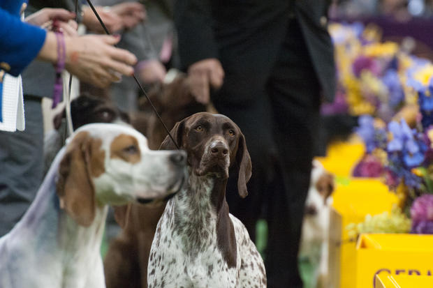 Annual Westminster Kennel Club Dog Show 