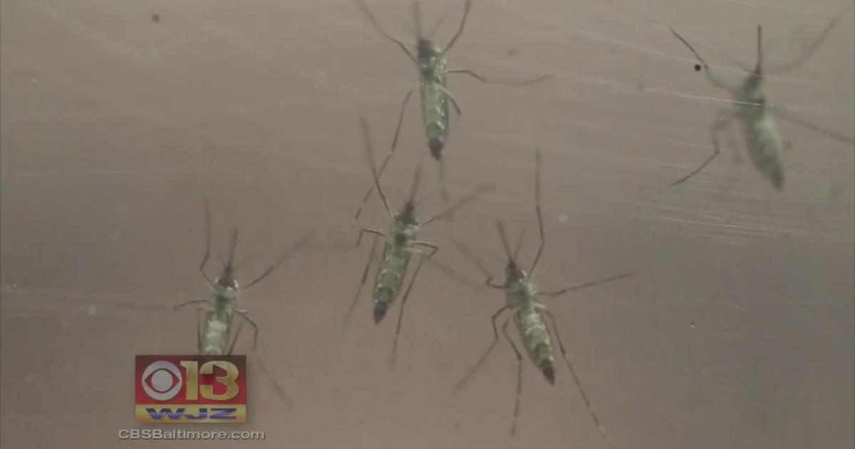 Officials Zika Spread Through Sex By Man With No Symptoms Cbs Baltimore 2490