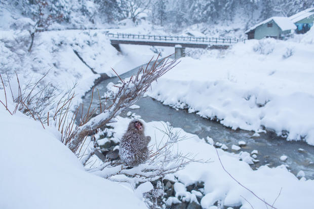 mark-hemmings-snow-monkeys-japan-91a1416.jpg 