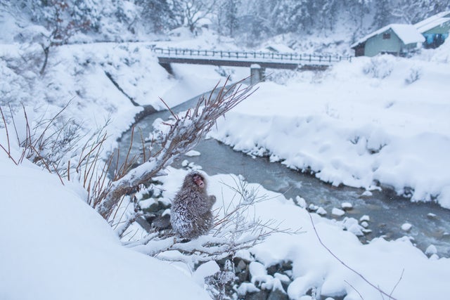 mark-hemmings-snow-monkeys-japan-91a1416.jpg 