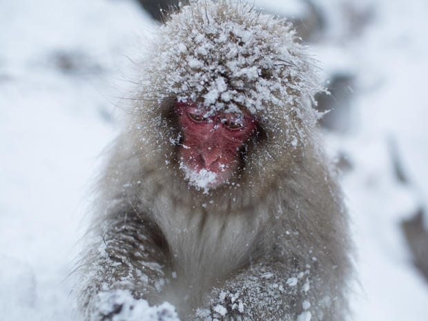 mark-hemmings-snow-monkeys-japan-91a1314.jpg 