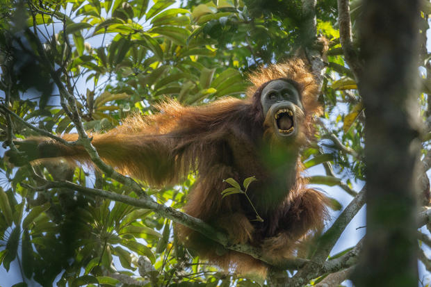 c-tim-laman-tough-times-for-orangutans-01.jpg 