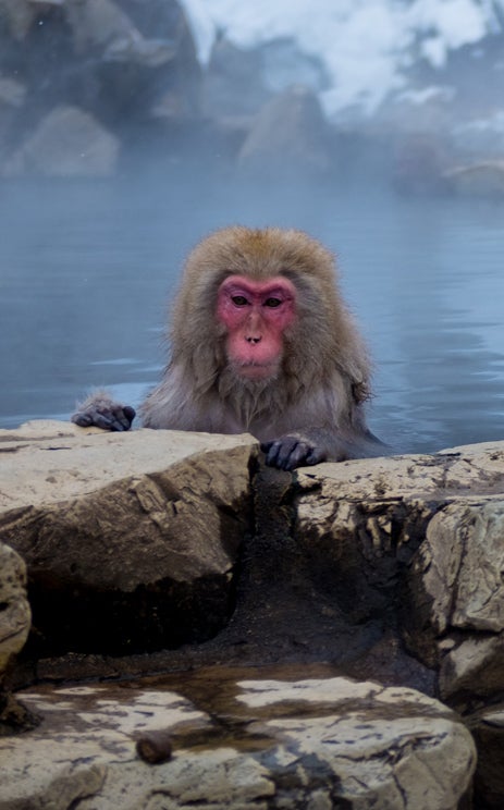 mark-hemmings-snow-monkey-basking-dsf1981.jpg 
